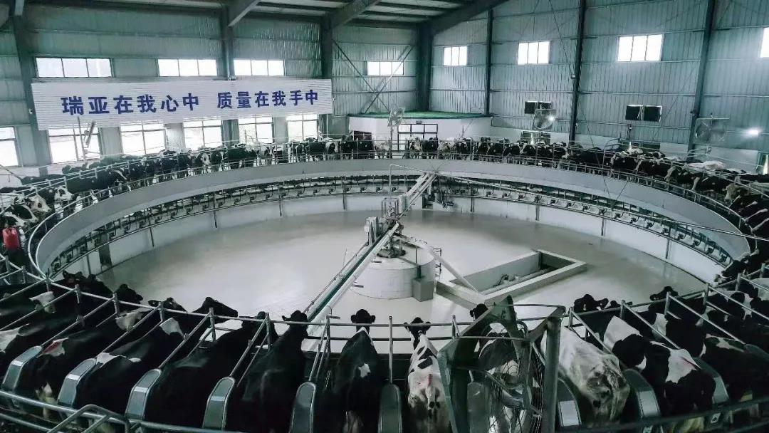 快讯 | 驻马店市委副书记、市长李跃勇一行莅临华体平台_华体（中国）一站式服务平台乳业集团平舆瑞亚牧场调研