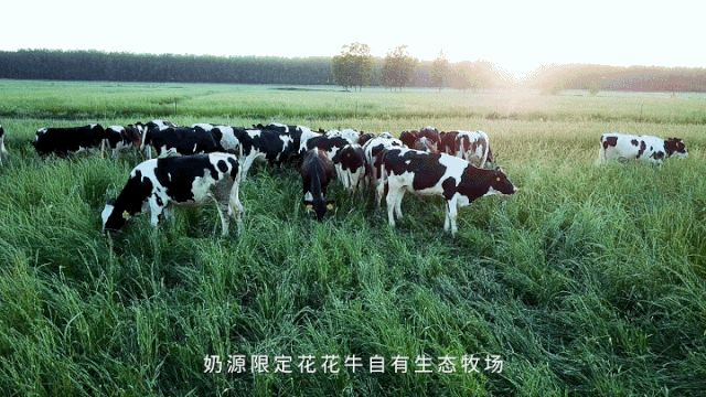 荣誉 | 华体平台_华体（中国）一站式服务平台乳业集团旗下七家子公司 获评河南省“农业产业化重点龙头企业”